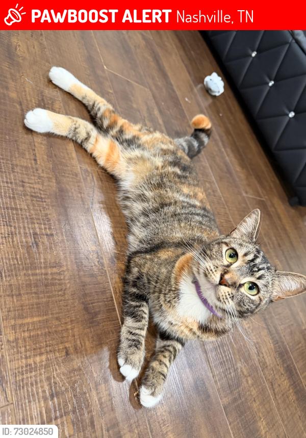 Lost Female Cat last seen Near waterburg ln, Nashville, TN 37013