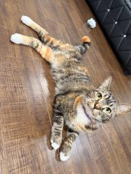 Lost Female Cat last seen Near waterburg ln, Nashville, TN 37013