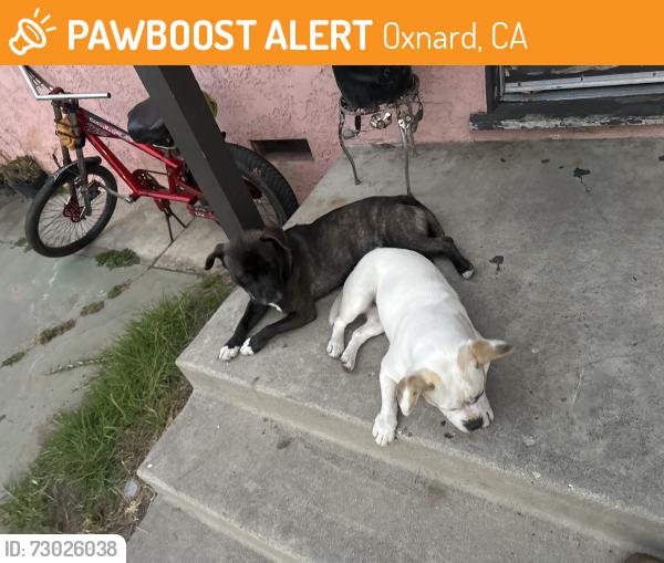 Found/Stray Male Dog last seen Saviers rd oxnard, Oxnard, CA 93033