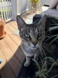 Found/Stray Female Cat last seen Palm grove terrace and hennington terrace, Laurel, VA 23228