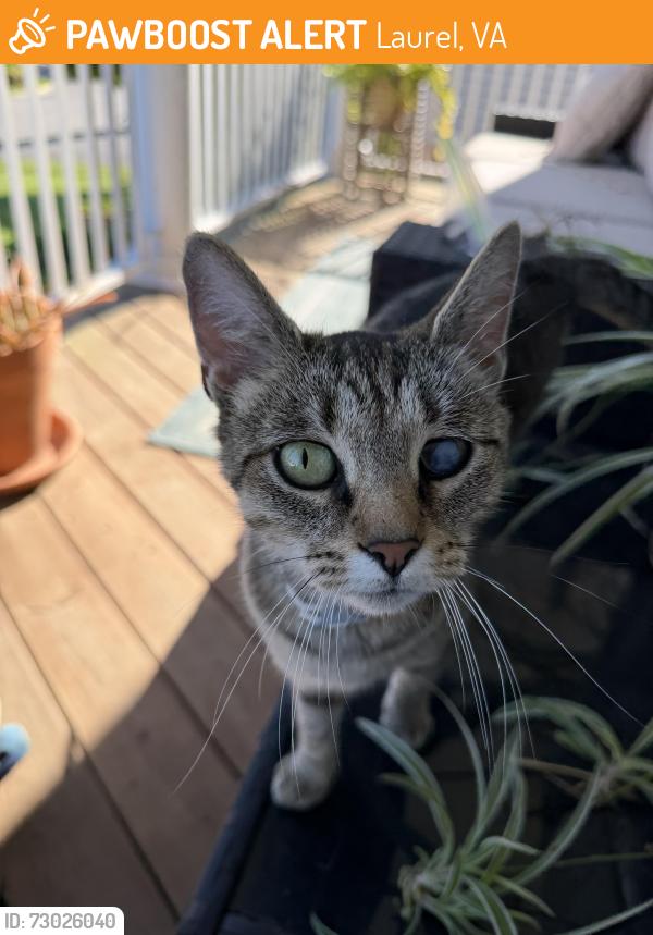 Found/Stray Female Cat last seen Palm grove terrace and hennington terrace, Laurel, VA 23228