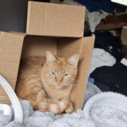 Found/Stray Female Cat last seen Fresno State University portals, Fresno, CA 93710