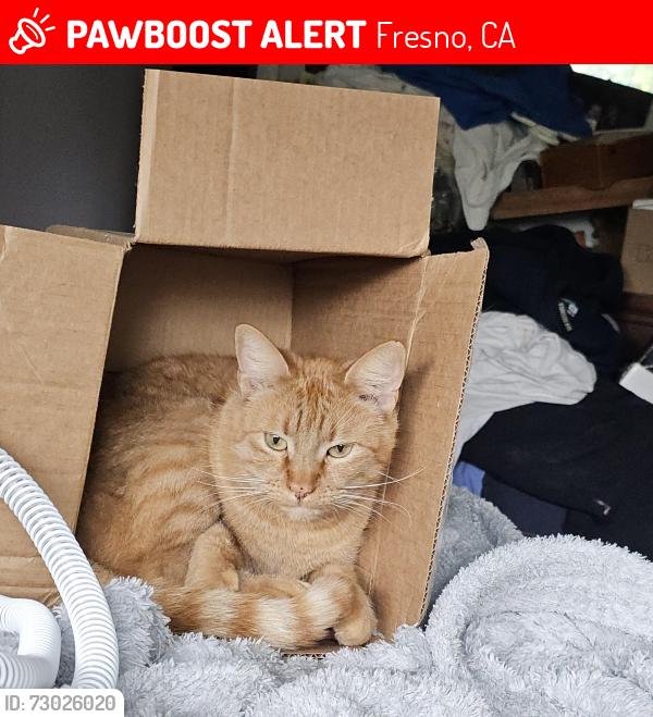 Found/Stray Female Cat last seen Fresno State University portals, Fresno, CA 93710