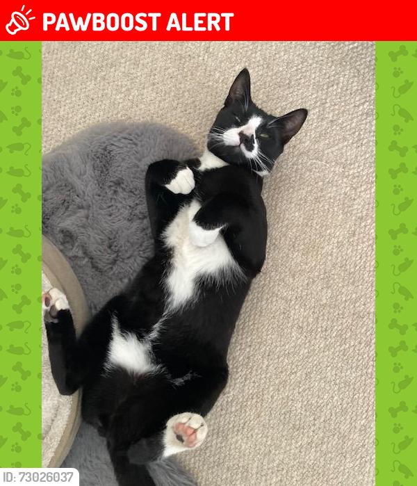 Lost Male Cat last seen Vanbrugh Drive, across the road from the reservoir. Walton-on-Thames KT12 - Surrey, UK, Surrey, England KT12 2YA