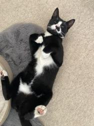 Lost Male Cat last seen Vanbrugh Drive, across the road from the reservoir. Walton-on-Thames KT12 - Surrey, UK, Surrey, England KT12 2YA