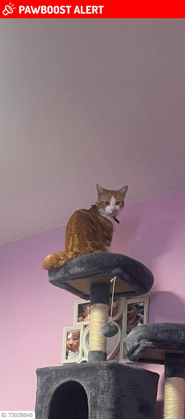 Lost Male Cat last seen Alcott lane , West Midlands, England B37