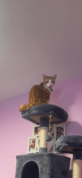 Lost Male Cat last seen Alcott lane , West Midlands, England B37