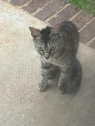 Found/Stray Male Cat last seen Near Oakley Pirckle in Martinez, Martinez, GA 30907