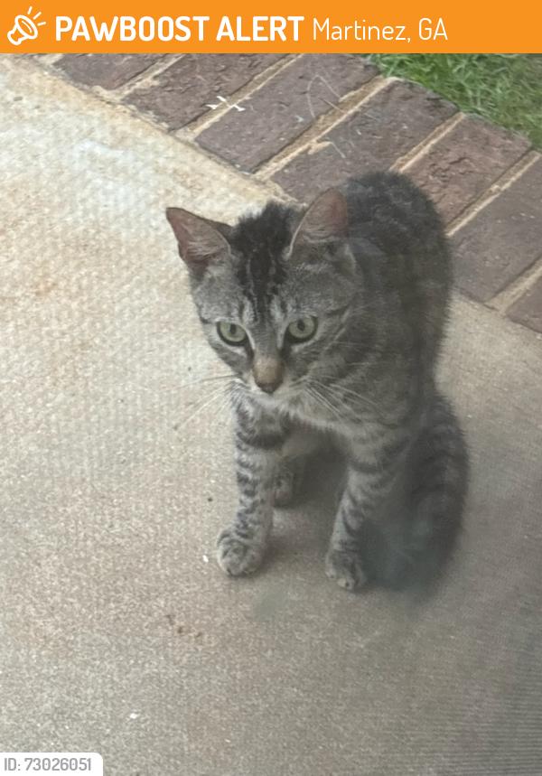 Found/Stray Male Cat last seen Near Oakley Pirckle in Martinez, Martinez, GA 30907