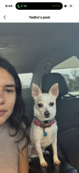 Lost Male Dog last seen At Lincoln park , Houston, TX 77088
