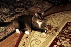 Lost Female Cat last seen East Gasconade & S. Oak Ave, Springfield, MO 65804