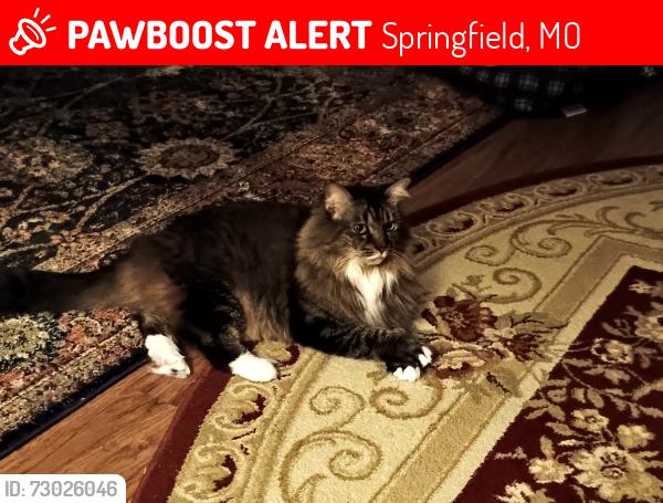 Lost Female Cat last seen East Gasconade & S. Oak Ave, Springfield, MO 65804