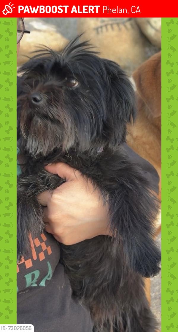 Lost Female Dog last seen Begonia rd, Phelan, CA 92371