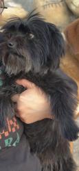 Lost Female Dog last seen Begonia rd, Phelan, CA 92371