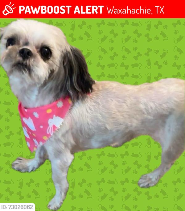 Lost Female Dog last seen Dunaway Elementary , Waxahachie, TX 75165