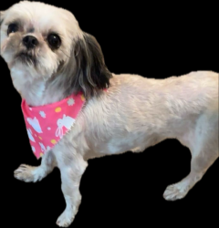 Lost Female Dog last seen Dunaway Elementary , Waxahachie, TX 75165