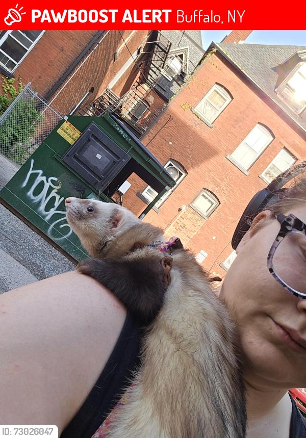 Lost Male Ferret last seen Near delaware , Buffalo, NY 14202
