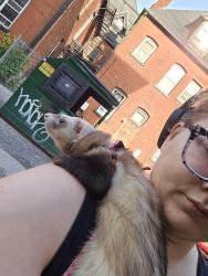 Lost Male Ferret last seen Near delaware , Buffalo, NY 14202