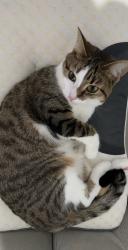 Lost Female Cat last seen Aldi across the street, Bushwood, England E11