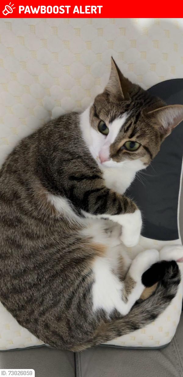 Lost Female Cat last seen Aldi across the street, Bushwood, England E11