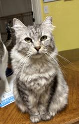 Found/Stray Unknown Cat last seen Vance Jackson and Cherry Ridge, San Antonio, TX 78230