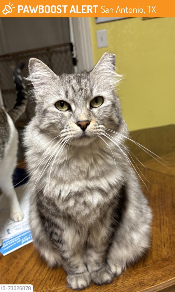 Found/Stray Unknown Cat last seen Vance Jackson and Cherry Ridge, San Antonio, TX 78230