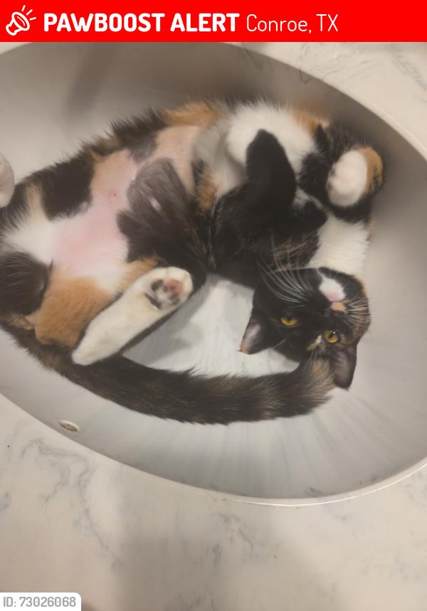 Lost Female Cat last seen Stonewall Jackson , Conroe, TX 77302