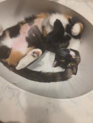 Lost Female Cat last seen Stonewall Jackson , Conroe, TX 77302
