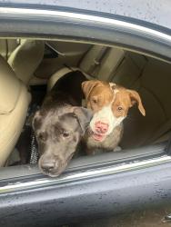 Found/Stray Female Dog last seen Old bon air rd and cutter dr , Bon Air, VA 23235