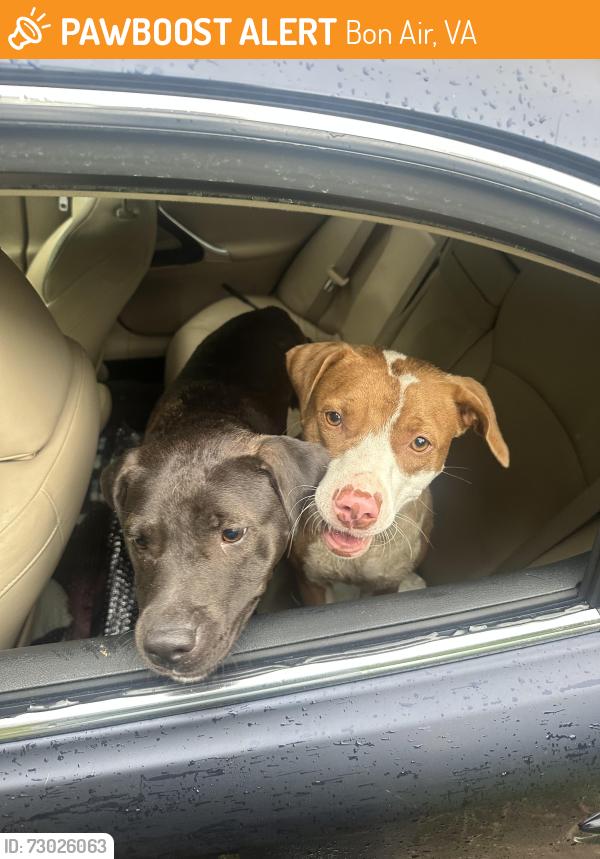 Found/Stray Female Dog last seen Old bon air rd and cutter dr , Bon Air, VA 23235