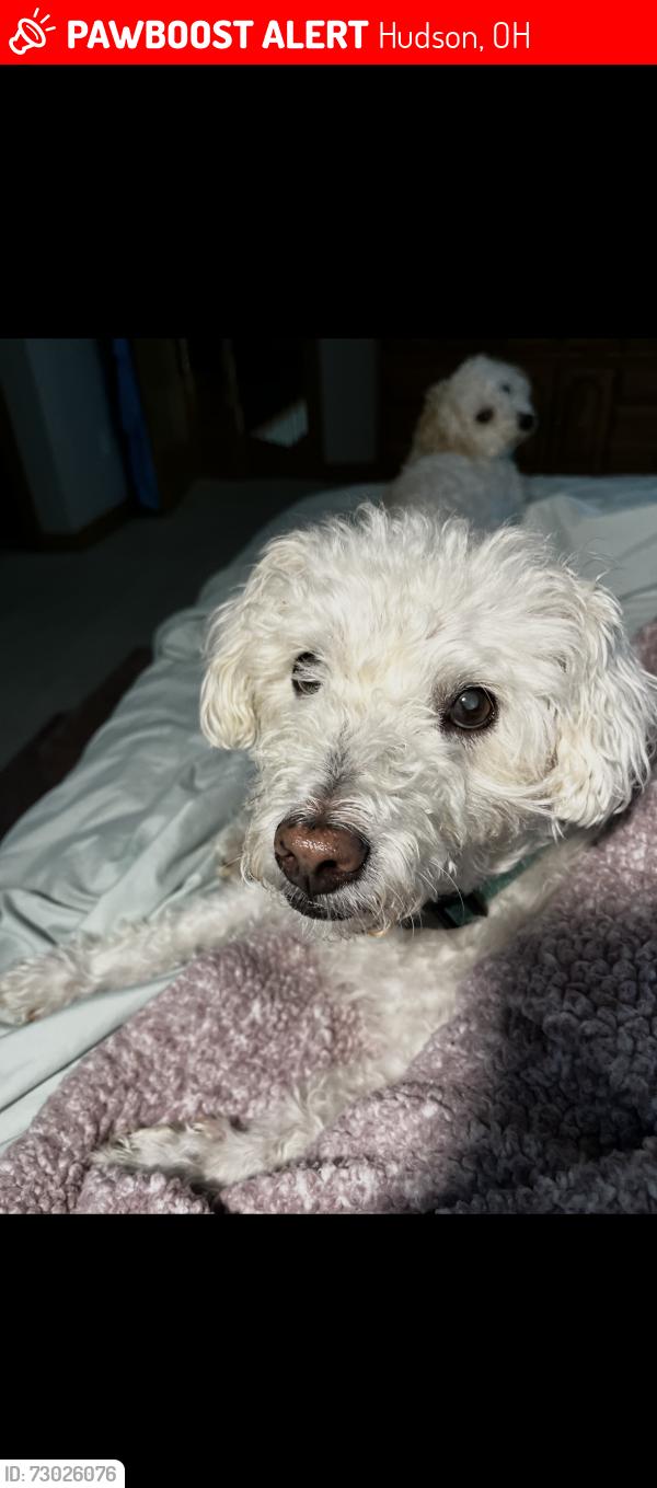 Lost Male Dog last seen E Case Dr, Hudson, OH 44236