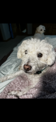 Lost Male Dog last seen E Case Dr, Hudson, OH 44236