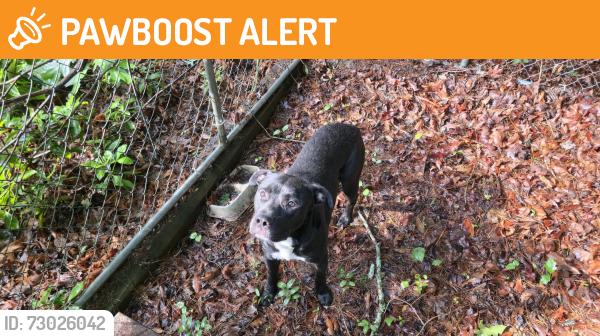 Found/Stray Unknown Dog last seen NC Arboretum, Buncombe County, NC 28806