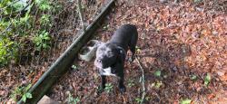 Found/Stray Unknown Dog last seen NC Arboretum, Buncombe County, NC 28806
