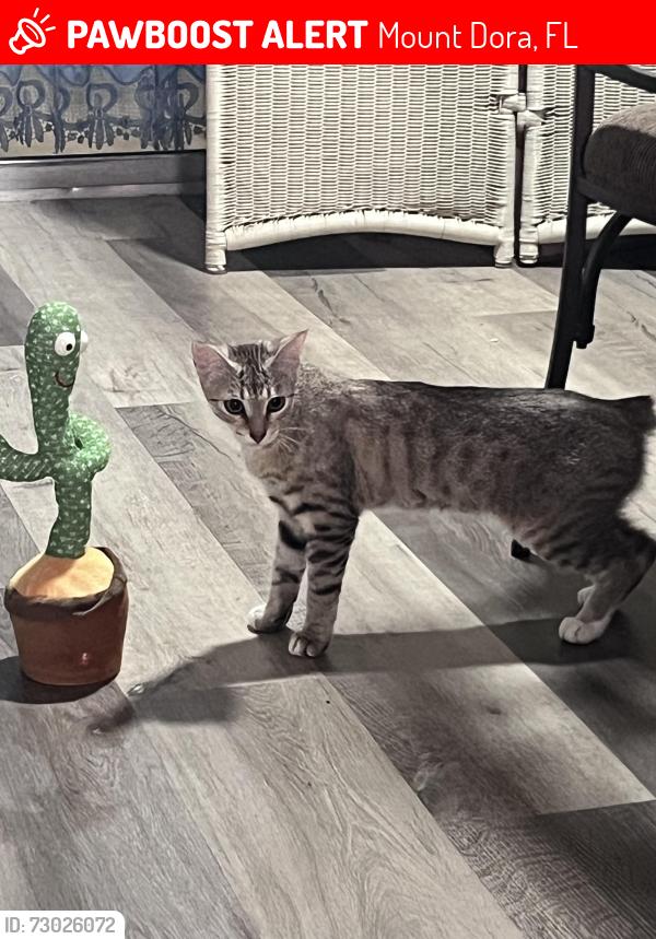 Lost Female Cat last seen Mount dora, Mount Dora, FL 32757