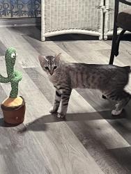 Lost Female Cat last seen Mount dora, Mount Dora, FL 32757