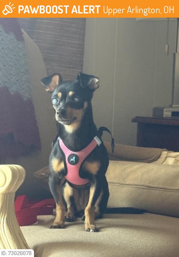 Found/Stray Female Dog last seen Greensview elementary, Upper Arlington, OH 43220