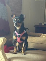 Found/Stray Female Dog last seen Greensview elementary, Upper Arlington, OH 43220