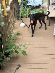 Reunited Female Dog last seen Frequency tattoo , Philadelphia, PA 19129