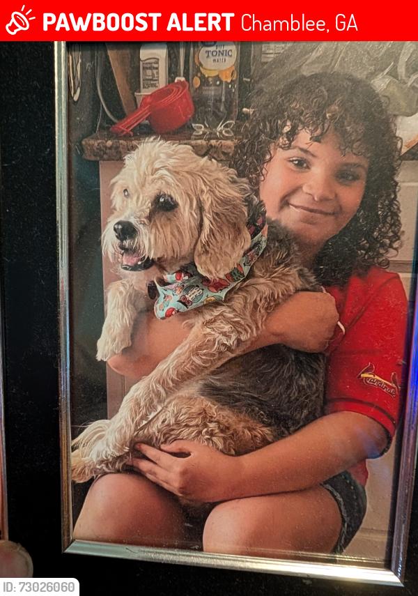 Lost Female Dog last seen N Peachtree & Clyde dr, Chamblee, GA 30341
