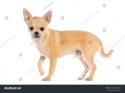 Lost Male Dog last seen watt ave and king ave near wendys on watt ave, Arden-Arcade, CA 95821