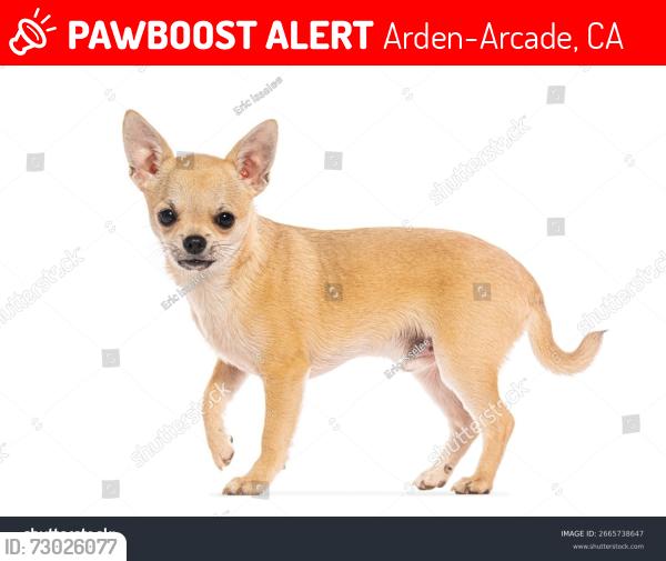 Lost Male Dog last seen watt ave and king ave near wendys on watt ave, Arden-Arcade, CA 95821
