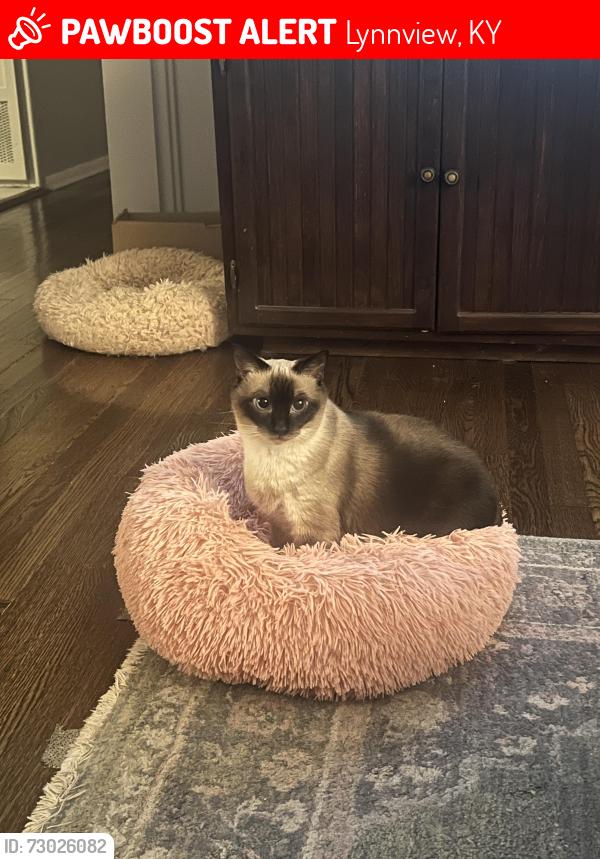 Lost Female Cat last seen Raven Road and Pigeon Pass Road, Lynnview, KY 40213