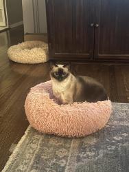 Lost Female Cat last seen Raven Road and Pigeon Pass Road, Lynnview, KY 40213