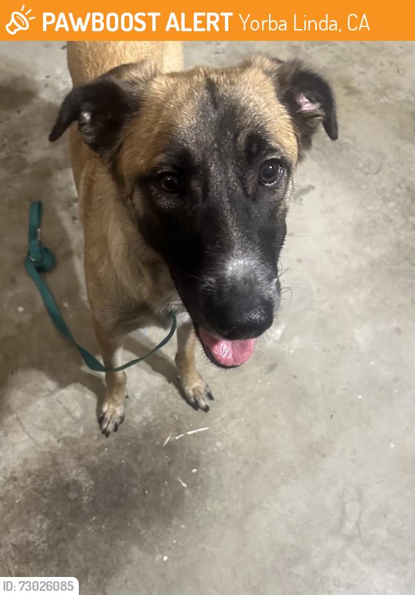 Found/Stray Female Dog last seen Camino de Bryant and Paseo de Toronto, Yorba Linda, CA 92887