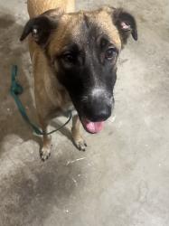 Found/Stray Female Dog last seen Camino de Bryant and Paseo de Toronto, Yorba Linda, CA 92887