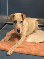 Shelter Stray Female Dog last seen Near BLOCK LAWRENCE, DETROIT, MI 48204, 7401 Chrysler Dr, Detroit, MI 48211, USA