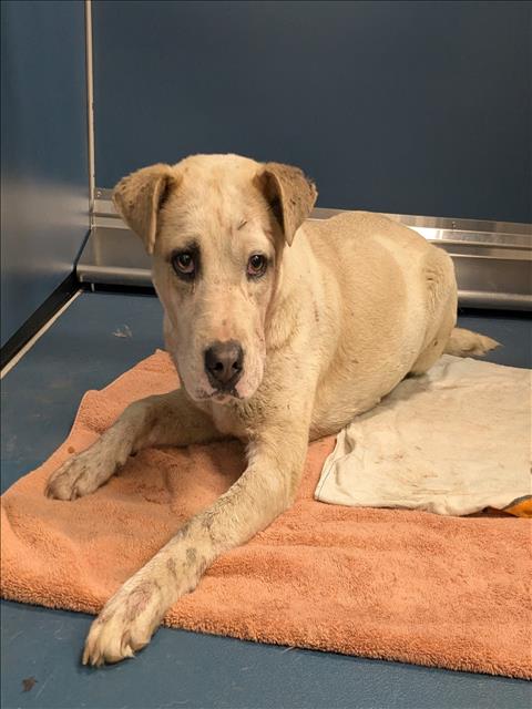 Shelter Stray Female Dog last seen Near BLOCK LAWRENCE, DETROIT, MI 48204, 7401 Chrysler Dr, Detroit, MI 48211, USA