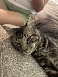 Found/Stray Male Cat last seen Briarcreek Dr. - Arlington, TX 76012, Arlington, TX 76012