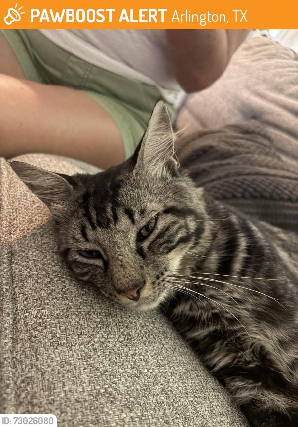 Found/Stray Male Cat last seen Briarcreek Dr. - Arlington, TX 76012, Arlington, TX 76012